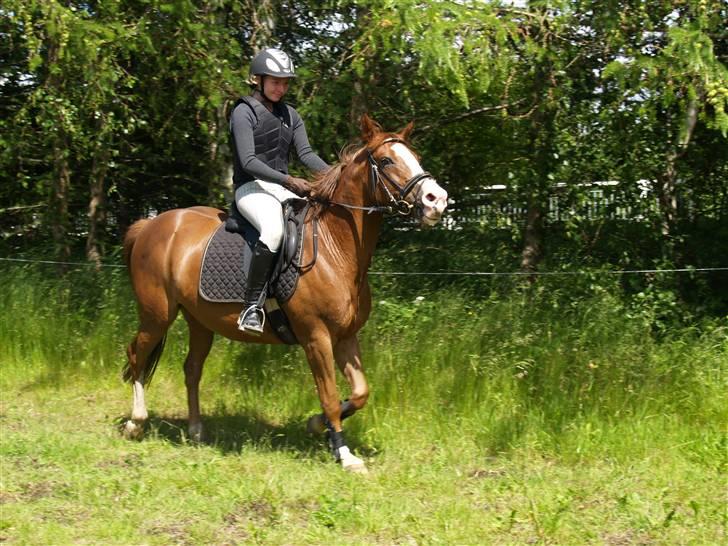 Connemara safi robin(solgt) billede 6