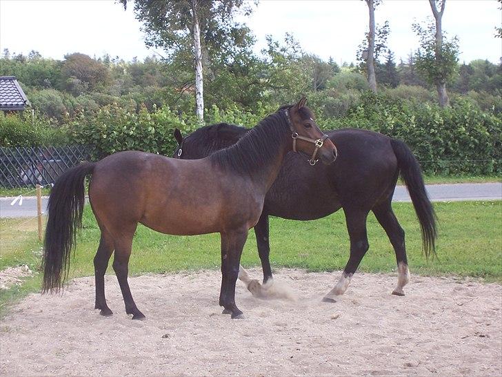 New Forest | Lærke - 16. På folden med Campari :D <3 billede 16