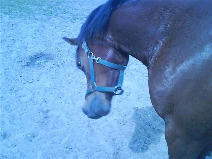 Traver Hovsa Tarka-Ka *helpart* - • alene på fold (; billede 18