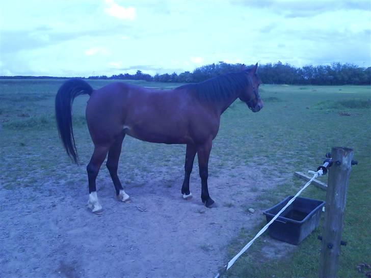 Traver Hovsa Tarka-Ka *helpart* billede 19