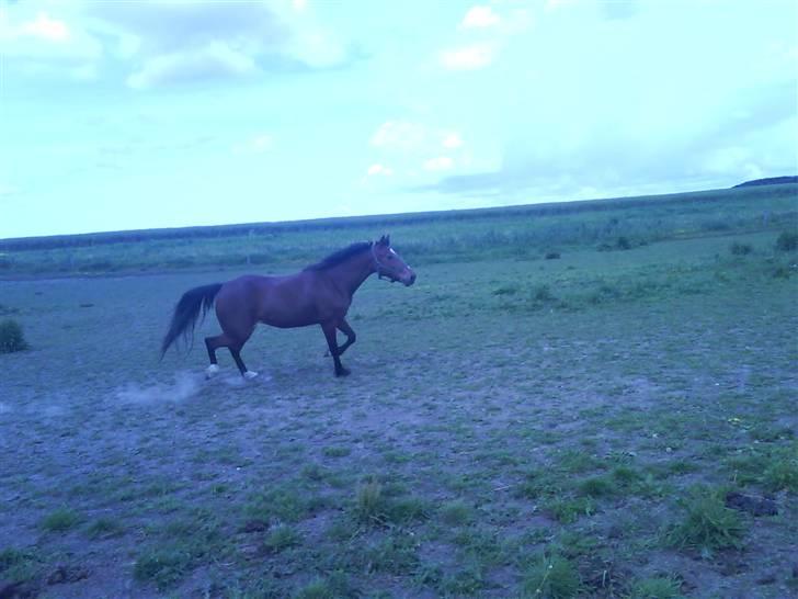 Traver Hovsa Tarka-Ka *helpart* - • hun kan da løfte benene (; billede 20