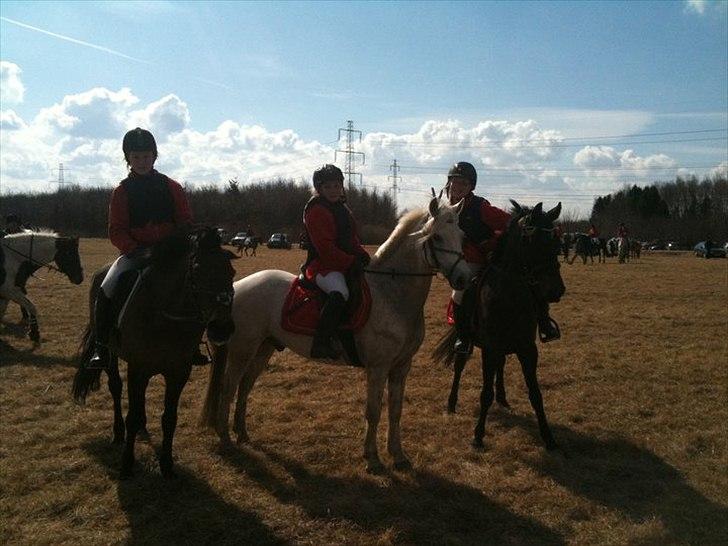 Anden særlig race Dixie - team mønstergården hillerød<3 billede 2