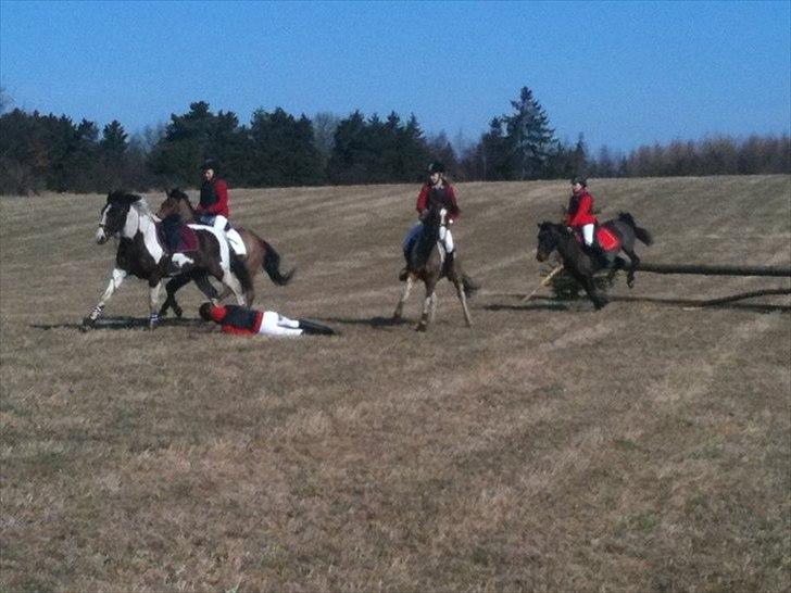 Anden særlig race Dixie - min første jagt :) <3   elsker dig dixie billede 3