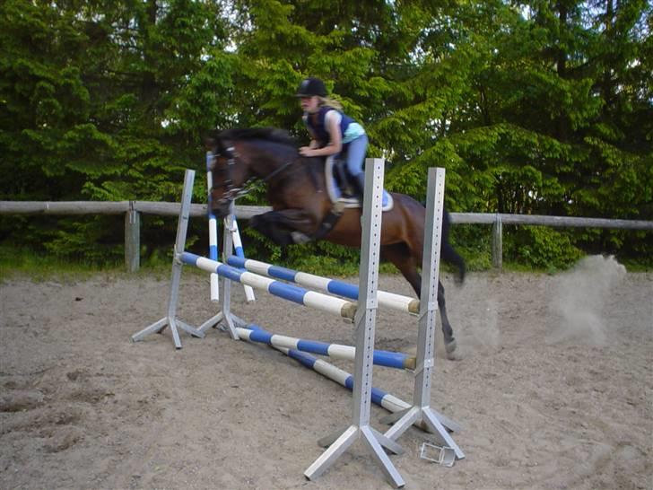 Anden særlig race Dixie - Spring billed 95cm billede 4