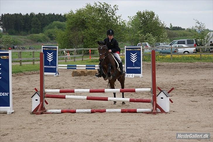 Anden særlig race Dixie - ø-cup LC 2 plads billede 5