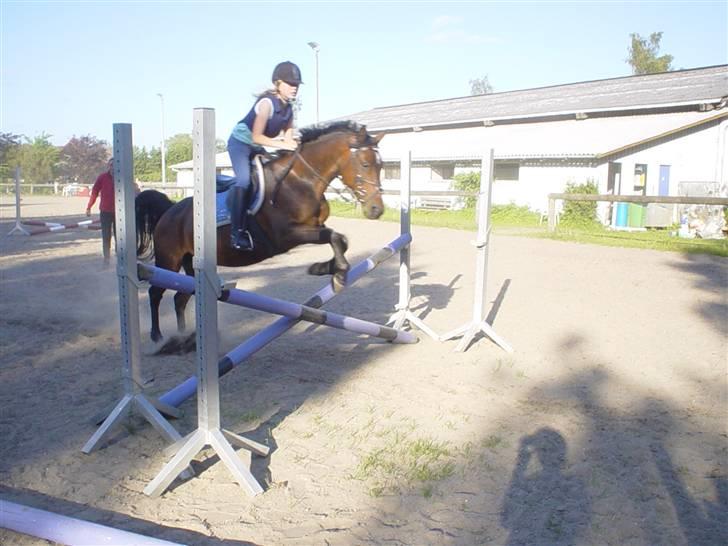 Anden særlig race Dixie - Kryds jubii billede 6
