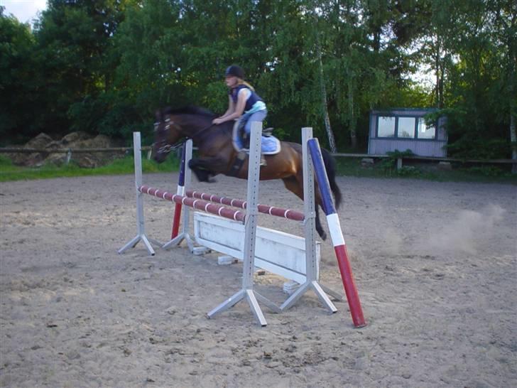 Anden særlig race Dixie - Spring 90cm. billede 7