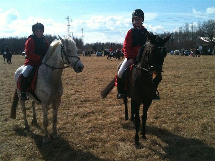 Anden særlig race Dixie -  Dixie billede 9