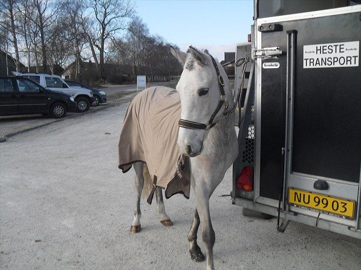 Welsh Pony (sec B) Fjordvangens Evian - Parat til at spake røv ;-) billede 3