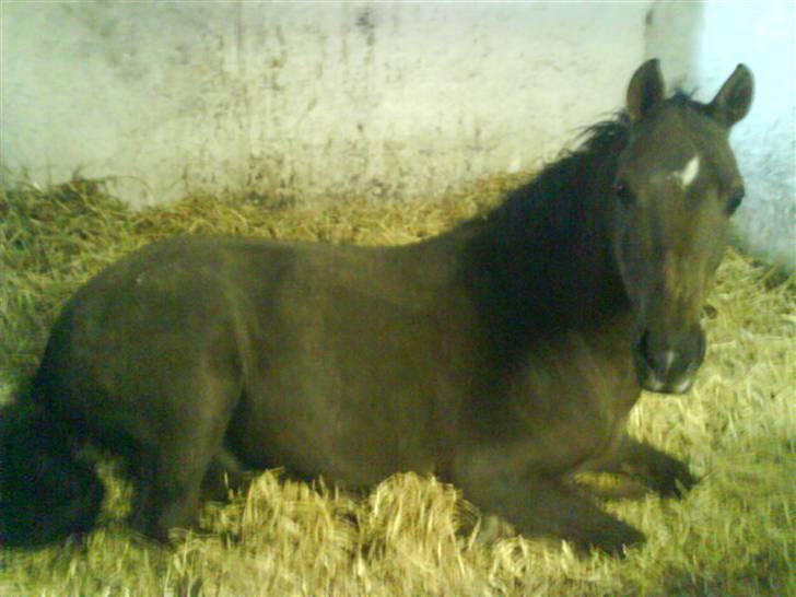 Anden særlig race Montoya<3 - efter han er kommet hjem fra dyrehospital hvor han fik skåret rigtig meget af hans hove af.. så han ligger rigtig meget ned <3 men glad er han stadig, for  nu får han lov at gå på fold :-D billede 19