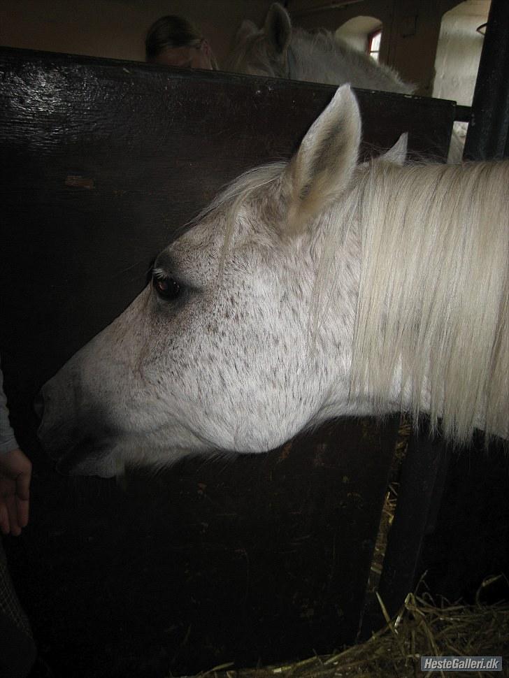 Anden særlig race Lukas <333 R.I.P - Lukas står i boksen! <3 billede 4