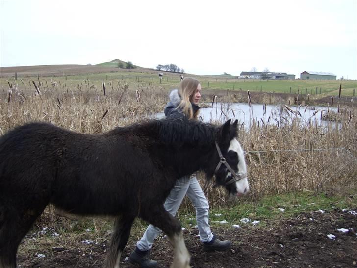 Irish Cob <3White Horse Purple Rain - Purple på vej ind den første dag ude hos os! 15/2-09 billede 12