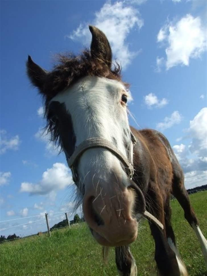 Irish Cob <3White Horse Purple Rain - Haha et fantastisk billede! Foto: MF billede 14