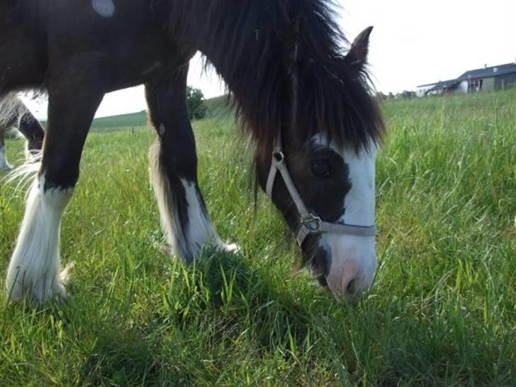 Irish Cob <3White Horse Purple Rain - Purple nyder græsset! Foto: MF billede 15