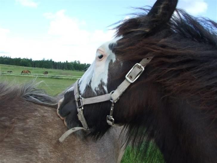 Irish Cob <3White Horse Purple Rain - Purple klør sin halvsøster! Foto: MF billede 16