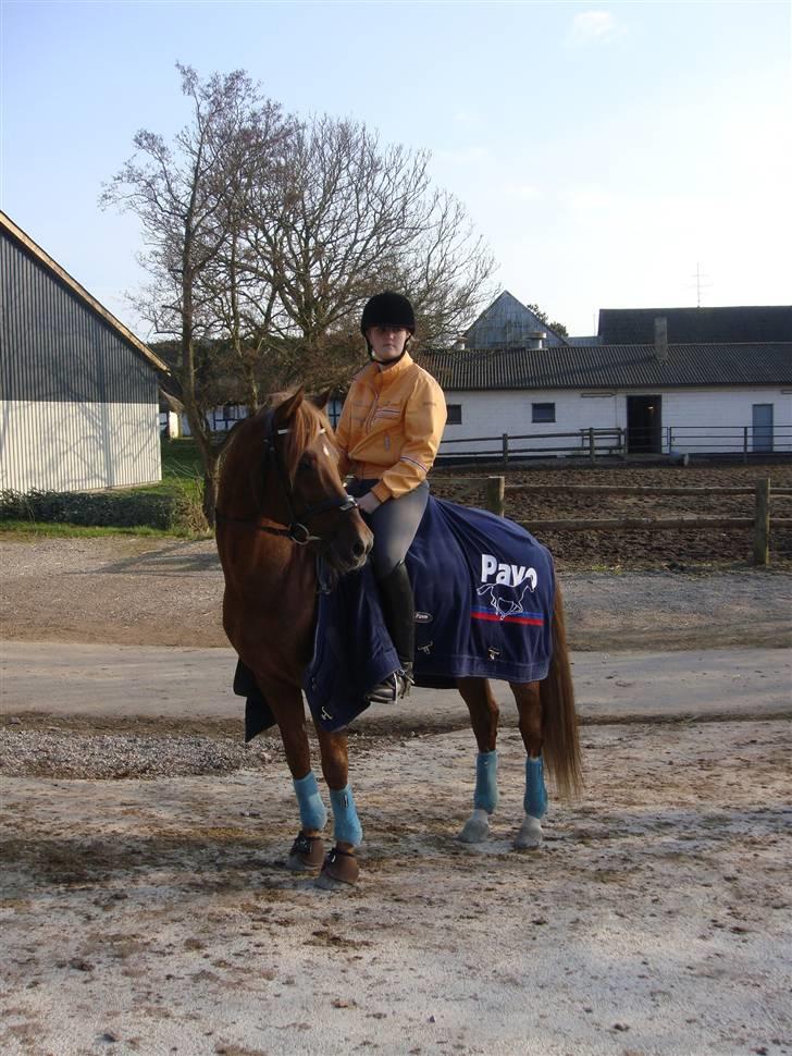 Tysk Sportspony Dancer 94 - Line & Dancer efter undervisning i Svenstrup :o) billede 6