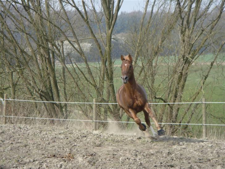 Tysk Sportspony Dancer 94 - marken billede 7