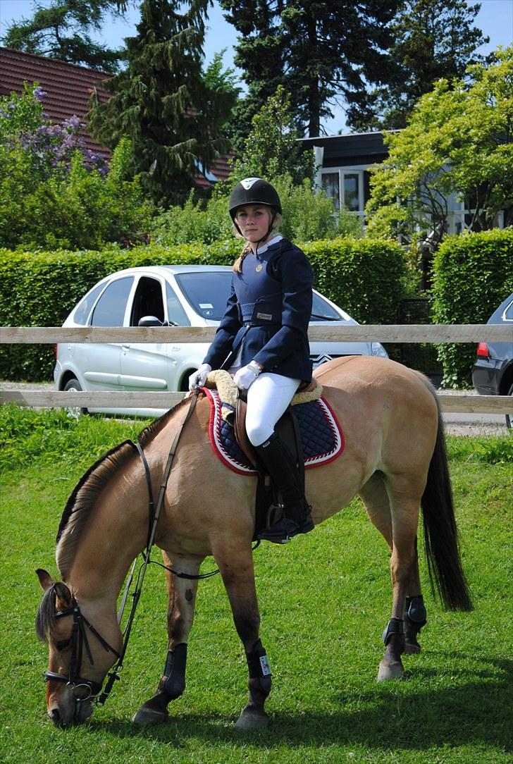 Anden særlig race Tulle - klubmesterskab 2010 billede 1