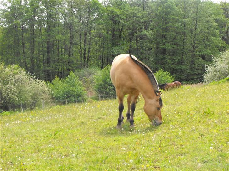 Anden særlig race Tulle - Tulle på fold :) billede 2