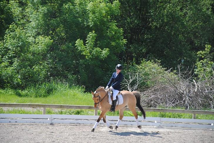 Anden særlig race Tulle - Klubmesterskab 2010, LC2 billede 3