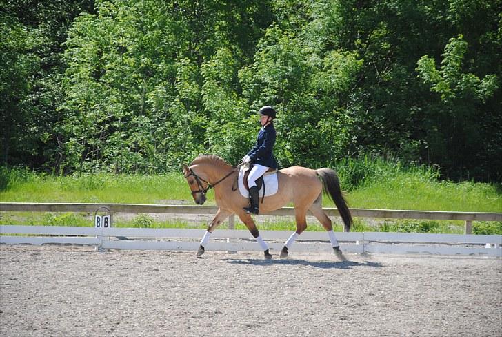 Anden særlig race Tulle - Klubmesterskab 2010, LC2 billede 4