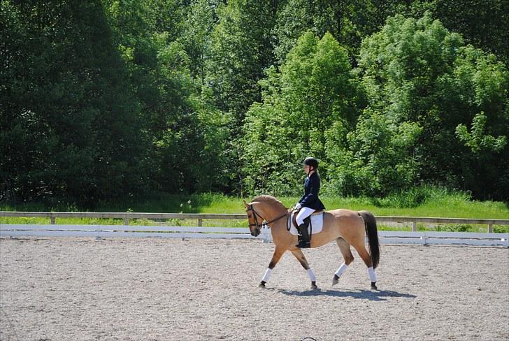 Anden særlig race Tulle - Klubmesterskab 2010, LC2 billede 5