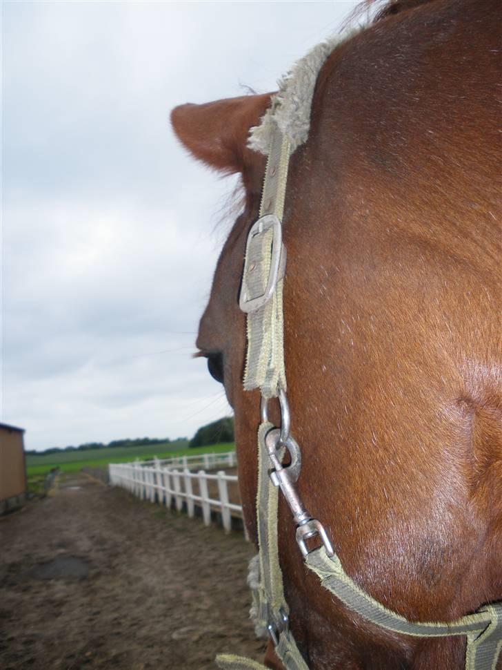 Anden særlig race Fakir.!  billede 8