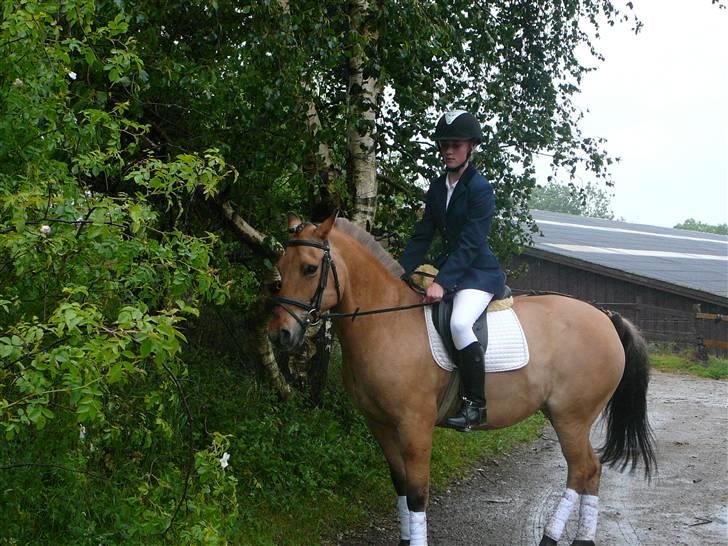 Anden særlig race Tulle - tulle efter stævne :) 2009 billede 6