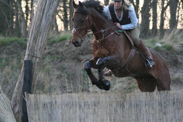 Holstener Pirol 124 **udlånt** billede 2