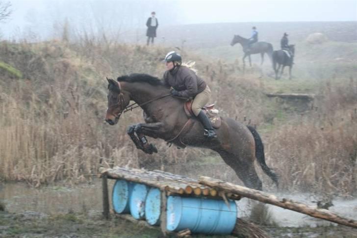 Holstener Pirol 124 **udlånt** billede 3