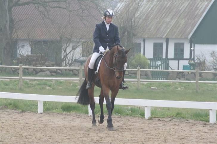 Holstener Pirol 124 **udlånt** billede 4