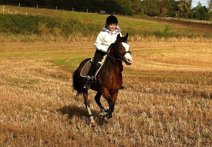 New Forest Malika Solgt :( - #16. Foto: Amalie Winther. Tur på stubmarken <3. billede 16