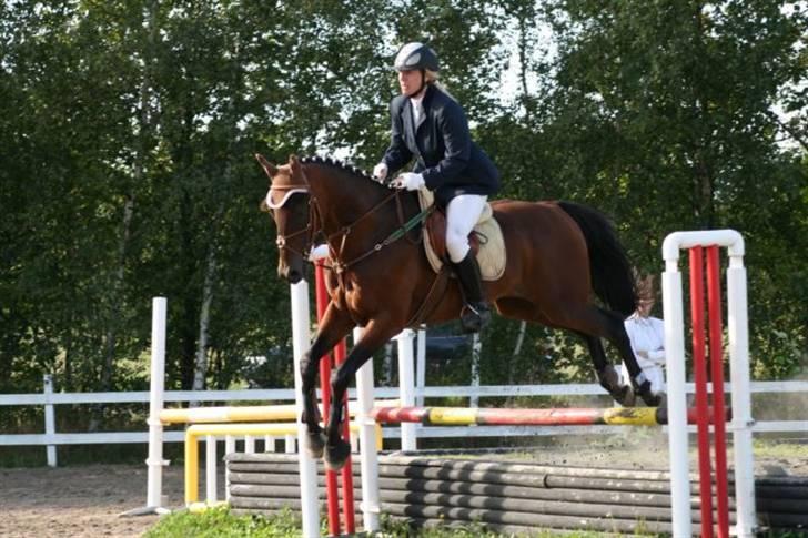 Holstener Pirol 124 **udlånt** billede 7