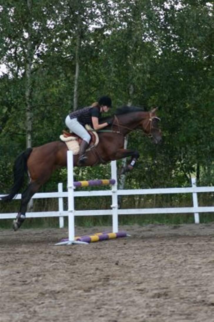 Holstener Pirol 124 **udlånt** billede 9