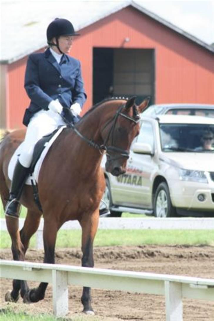 Holstener Pirol 124 **udlånt** billede 10