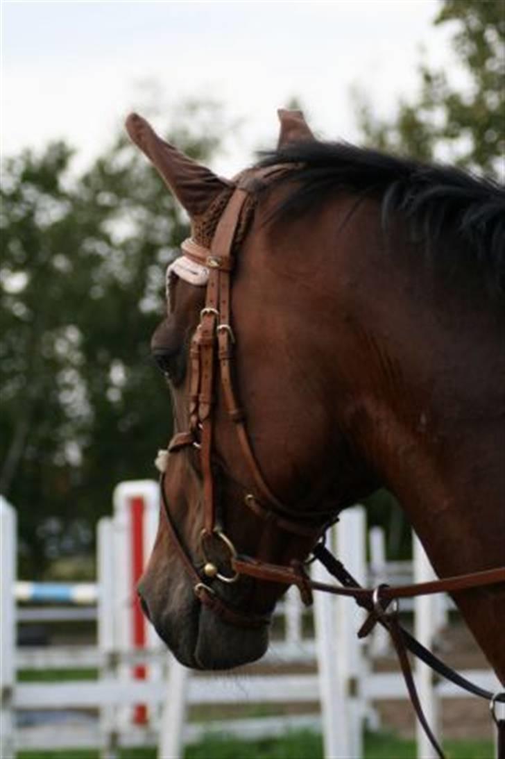 Holstener Pirol 124 **udlånt** billede 11