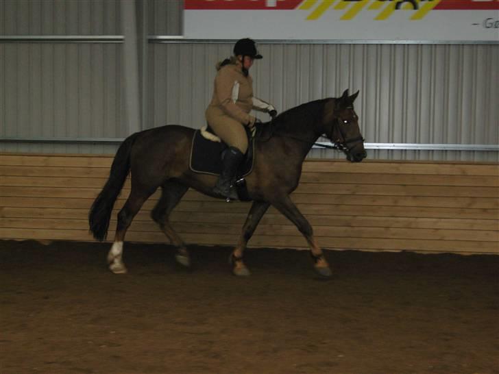 Anden særlig race Magic billede 17