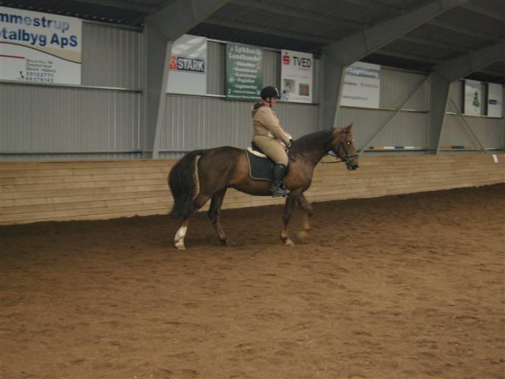 Anden særlig race Magic billede 18