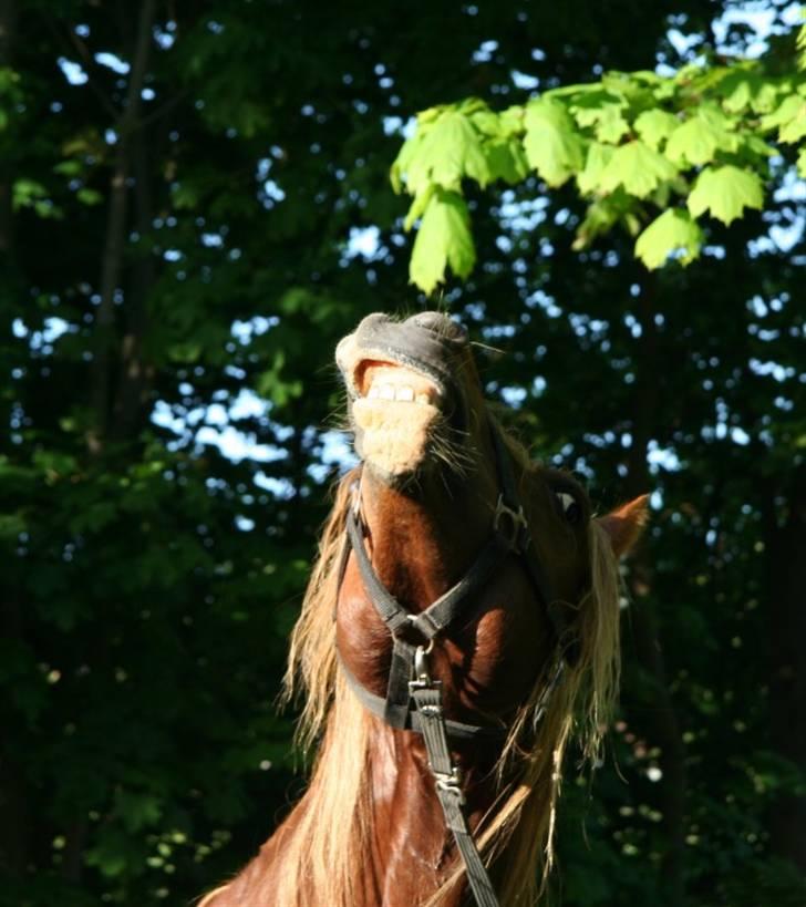 Welsh Cob (sec D) Valhallas Lord Matrafal billede 31