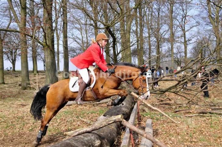 New Forest Firfod Fricazt billede 15