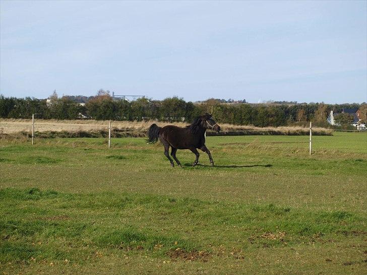 Anden særlig race Flicka (fundet igen) - Flicka på SIN rigtige fold, hjemme fra at have været stjålet (foto signe) billede 10