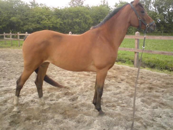 Anden særlig race Donna Cydinor billede 17