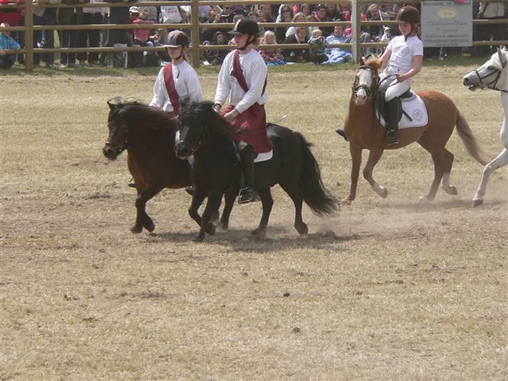 Shetlænder Thorshøjs Lif  - Roskilde kvadrille 2009 billede 16