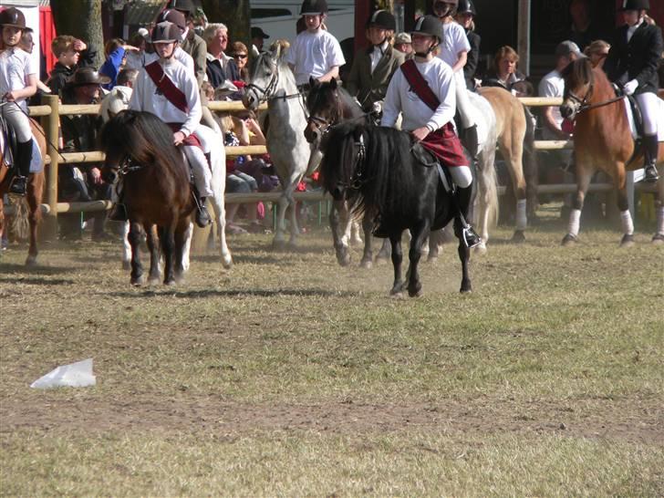 Shetlænder Thorshøjs Lif  - Roskilde kvadrille 2009 billede 17