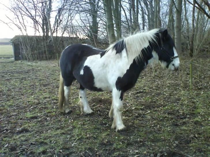 Irish Cob Hønneruplund's Tulle - Foto af: Katrine M. Thaysen. billede 8