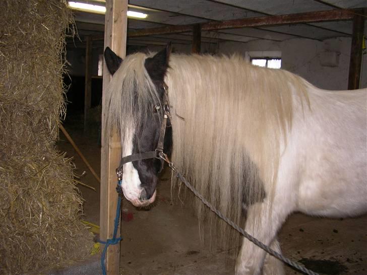 Tinker Ayla - har lige købt Ayla, nu skal manen kortes lidt, hun træder i den når hun spiser græs billede 2