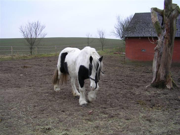 Tinker Ayla - Ayla på vinterfold billede 3