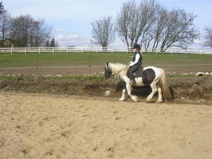 Tinker Ayla - Vi øver dressur på banen billede 4