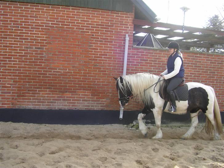 Tinker Ayla - Vi øver dressur på banen billede 5