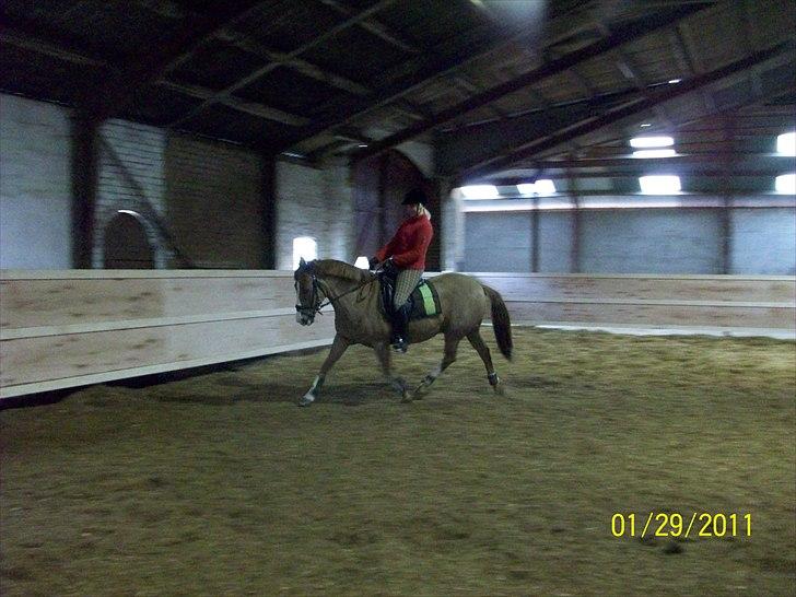 New Forest Cosmo - Cosmo d. 29-1-11 billede 18